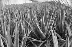 冰王發(fā)展歷程_1991年冰王品牌誕生